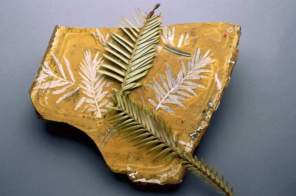Wollemi pine agathis jurassica
